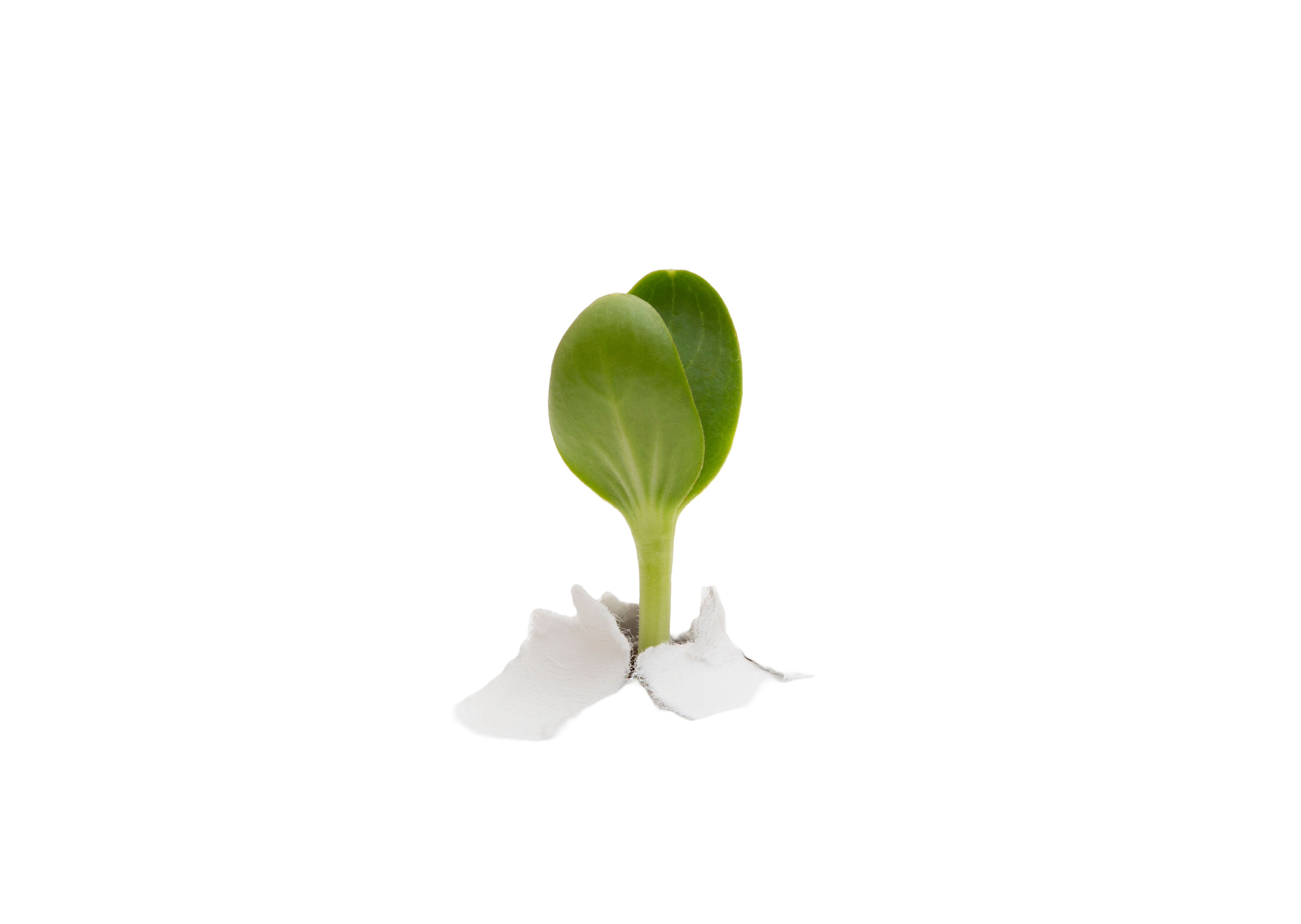 piccola12